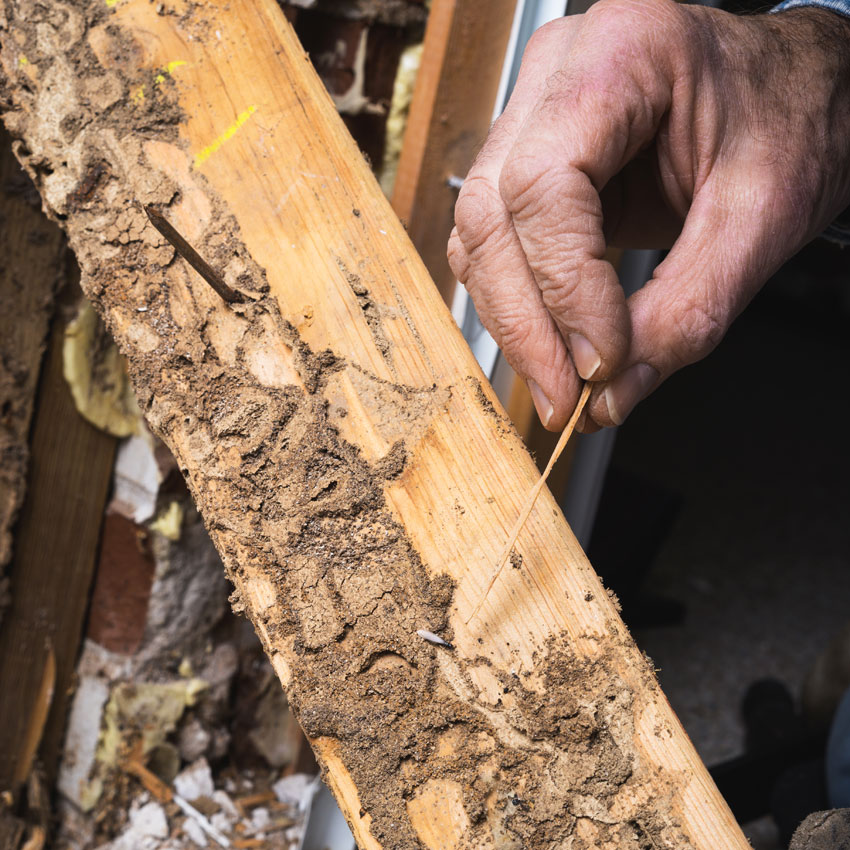 Termite Inspection